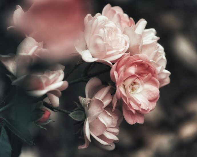 róże różowe