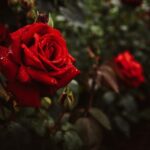 róże czerwone
