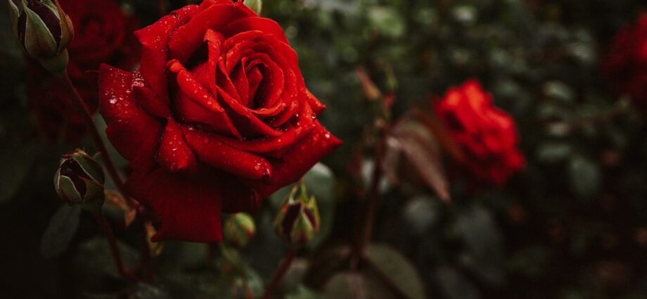 róże czerwone